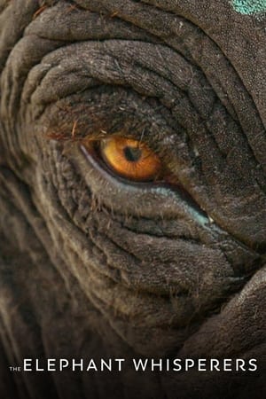 The Elephant Whisperers (2022) Dual Audio HDRip | Dubbed Hindi Movie – 480p